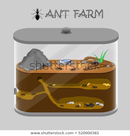 Foto stock: Ant Colony Living Underground