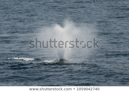 Foto stock: Whale With Fountain