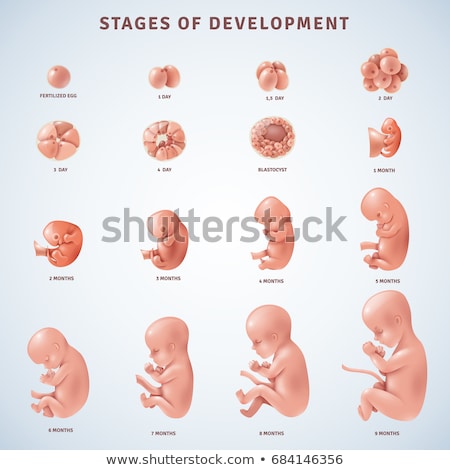 ストックフォト: A Set Of Human Embryo Development