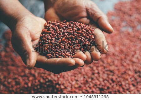 Stok fotoğraf: Hand Holding Grains