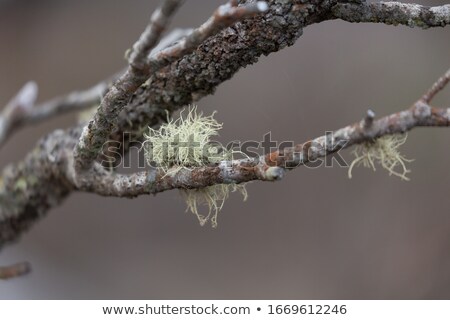 Stock photo: Tentacles Of Hairy Moss Survivce After Bush Fire