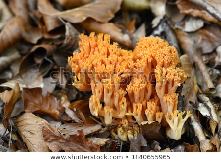 Stock photo: Ramaria Mushroom Detail Macro In Forest Autumn Seasonal
