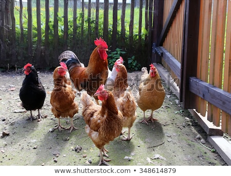 Foto stock: Beautiful Rooster In Rustic Farm Yard