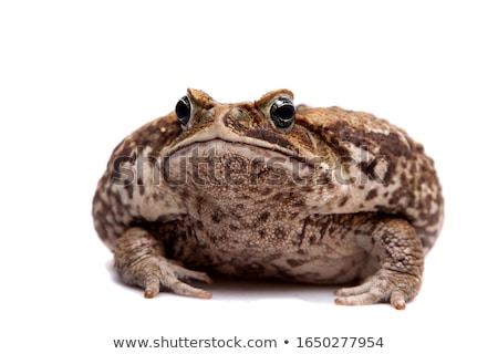 Stock fotó: Hoptoad Isolated On White Background