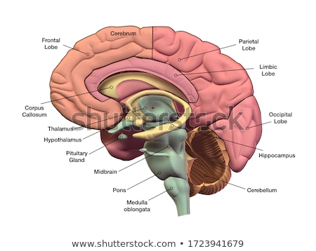 Foto stock: Human Brain Anatomy