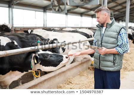 [[stock_photo]]: Professional Milk Cow Carer With Digital Tablet Standing By Group Of Livestock