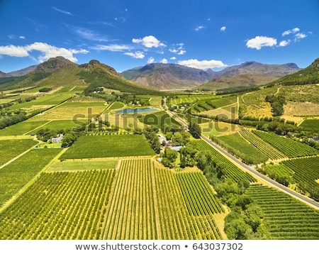 Stok fotoğraf: Vinyard And Mountain Views