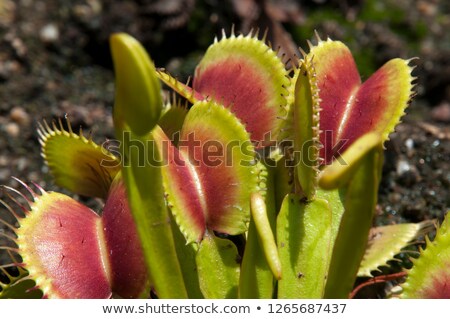 Stock photo: Dionaea Flytrap In Closeup