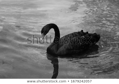 Foto stock: Graceful Black Swan Swimming In A Pond