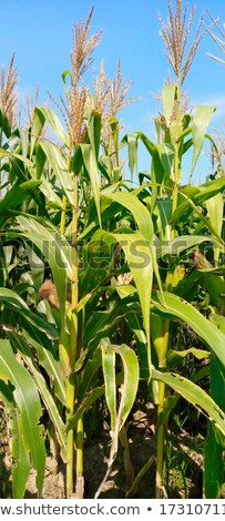 Foto stock: Corn Plantation In Thailand