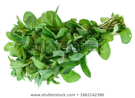 Zdjęcia stock: Mint Leafs Bunch