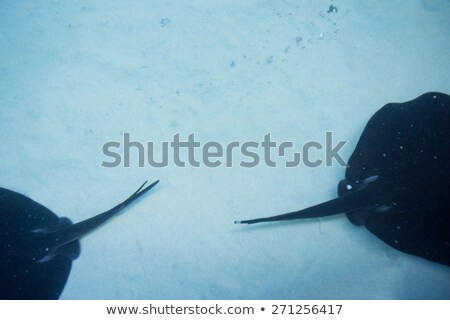 Zdjęcia stock: Two Manta Ray Swimming In A Tank