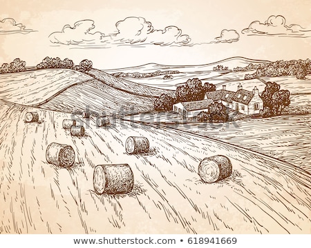 ストックフォト: Rolls Of Hay Haystack Bales In Countryside Landscape