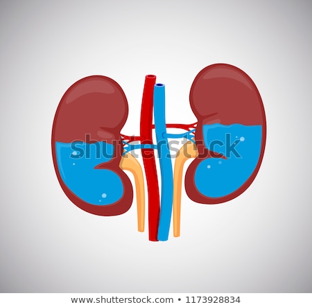 Stok fotoğraf: Icon Kidneys Water