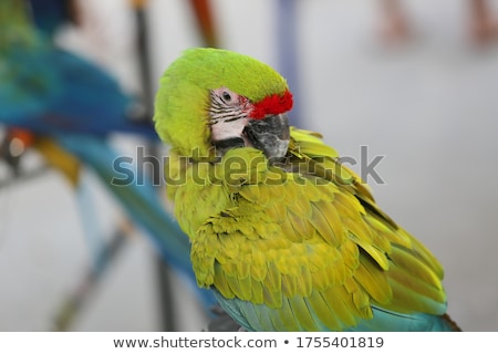Stock photo: Military Macaws