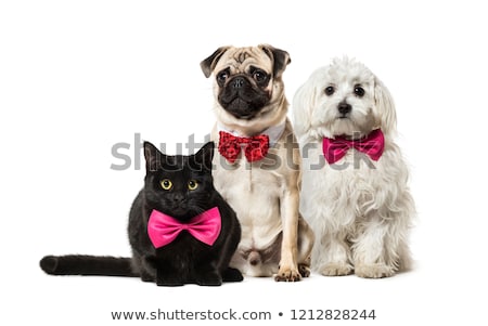 Foto stock: Bow Tie For Dog