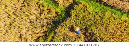 Сток-фото: Photo From Drone Rice Harvesting By Local Farmers