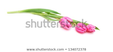 Сток-фото: Three Lying Tulips