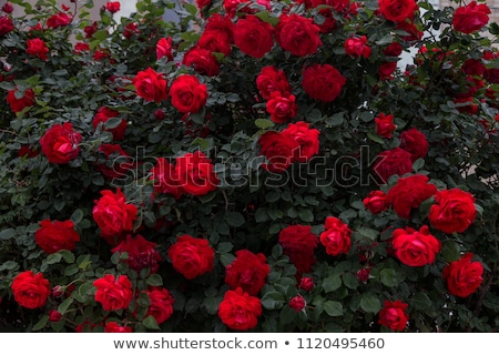 Сток-фото: Beautiful Bush Of Red Roses