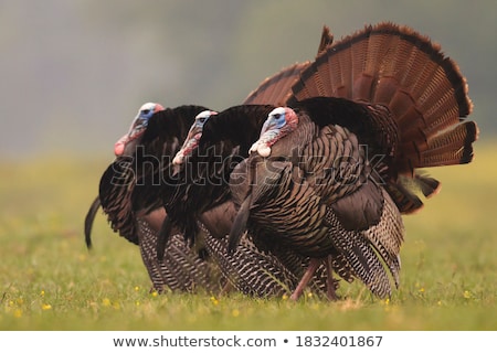 Stock fotó: Wild Turkey In Grass