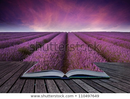 Stock fotó: Creative Conceopt Image Of Lavender Landscape Coming Out Of Page