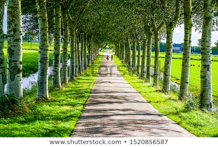 Сток-фото: Summer Birch Woods Alley