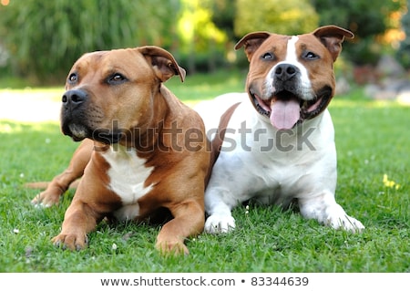 Detail Of American Staffordshire Terrier Сток-фото © Hamik