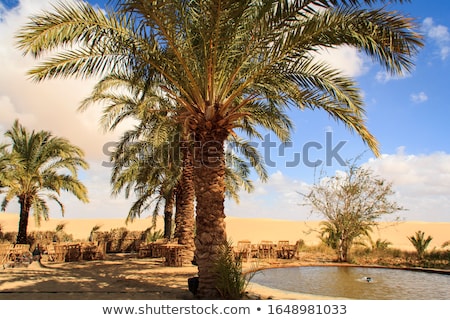 Сток-фото: Egyptian Desert