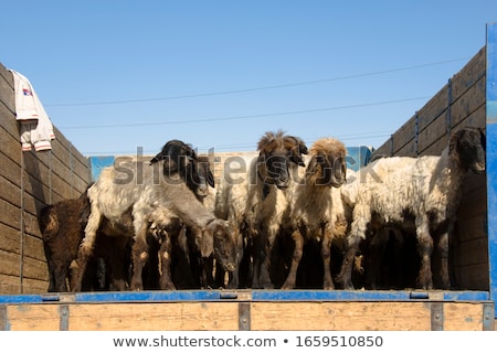 Foto stock: Goats For Selling At The Bazaar