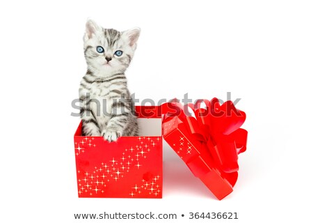 Сток-фото: Young Silver Tabby Cat Standing In Red Box With Stars