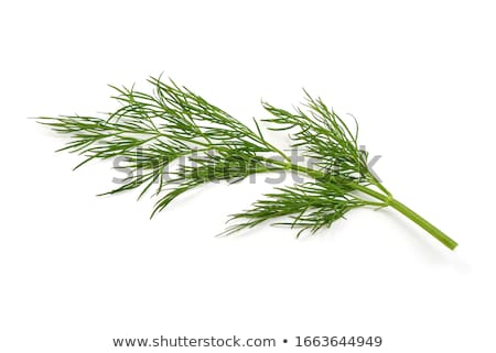 ストックフォト: Sprigs Of Green Dill On A White Background