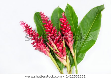 Сток-фото: Tropical Flower Red Ginger