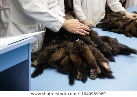 Stockfoto: Mink