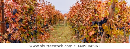 Stockfoto: Color Vintage Rowing Banner