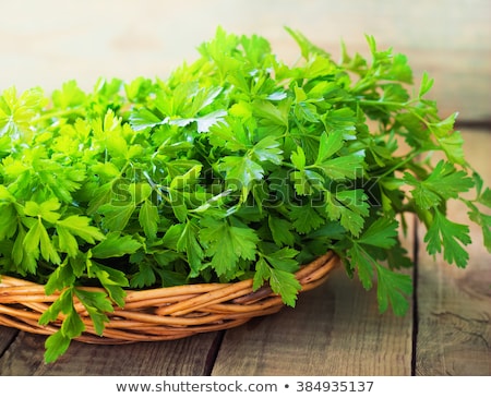 Сток-фото: Plant Of Fresh Parsley