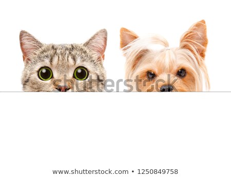 [[stock_photo]]: Kitten With Placard