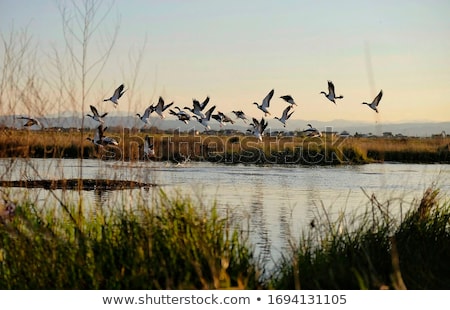 Stock photo: A Wild Duck