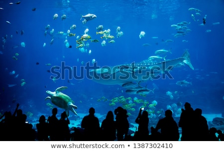 Stock foto: Aquarium