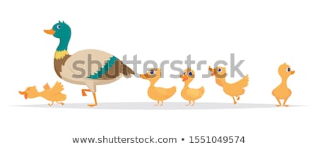 Foto stock: Little Duck