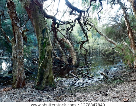 Stock fotó: Winter Swamp Background