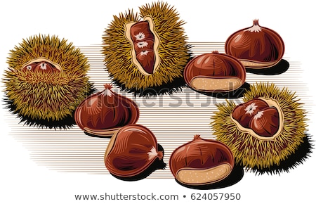 Stock foto: Chestnuts In The Urchin