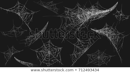 Foto d'archivio: Spider Web