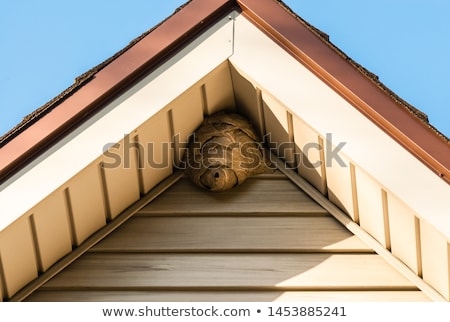 Foto stock: Nest On Roof