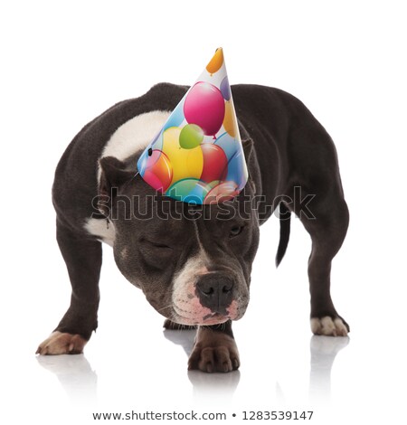 Foto stock: Funny American Bully Wearing Birthday Hat Looks Down To Side