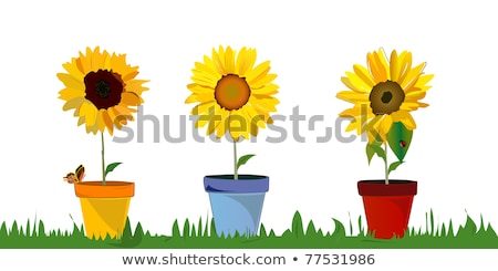 Three Pots Of Sunflower Plants Stockfoto © Bernil