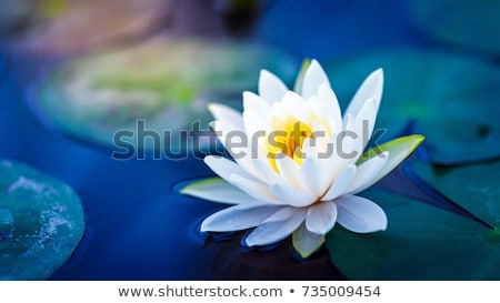 Stockfoto: Water Lily Flower