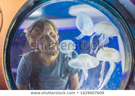 Stock fotó: Man Watching The Jellyfish On Blue Background In Aquarium