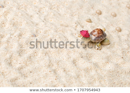 Zdjęcia stock: Sand Shape Made By Mold With Shell On Summer Beach