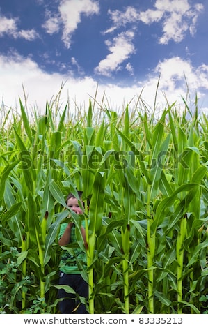 Little Boy Hide In Corn Stock foto © rCarner