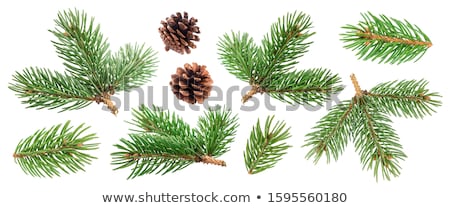 Foto stock: Evergreen Branches